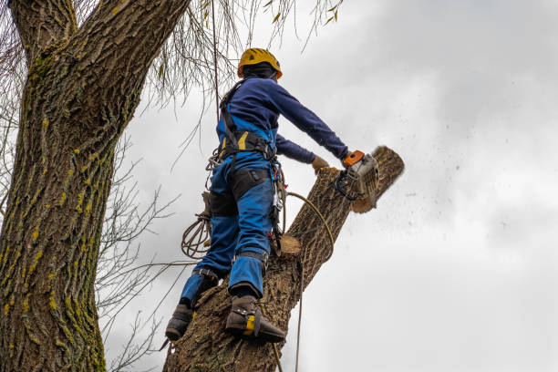 Emeryville, CA Tree Care  Company